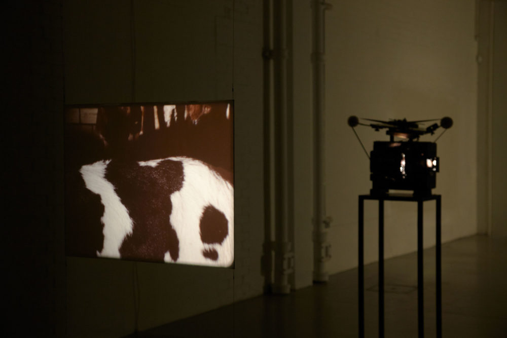 Installation view of Anna Franceschini ANGEL (2013). A projection of a cow shows in the gallery.