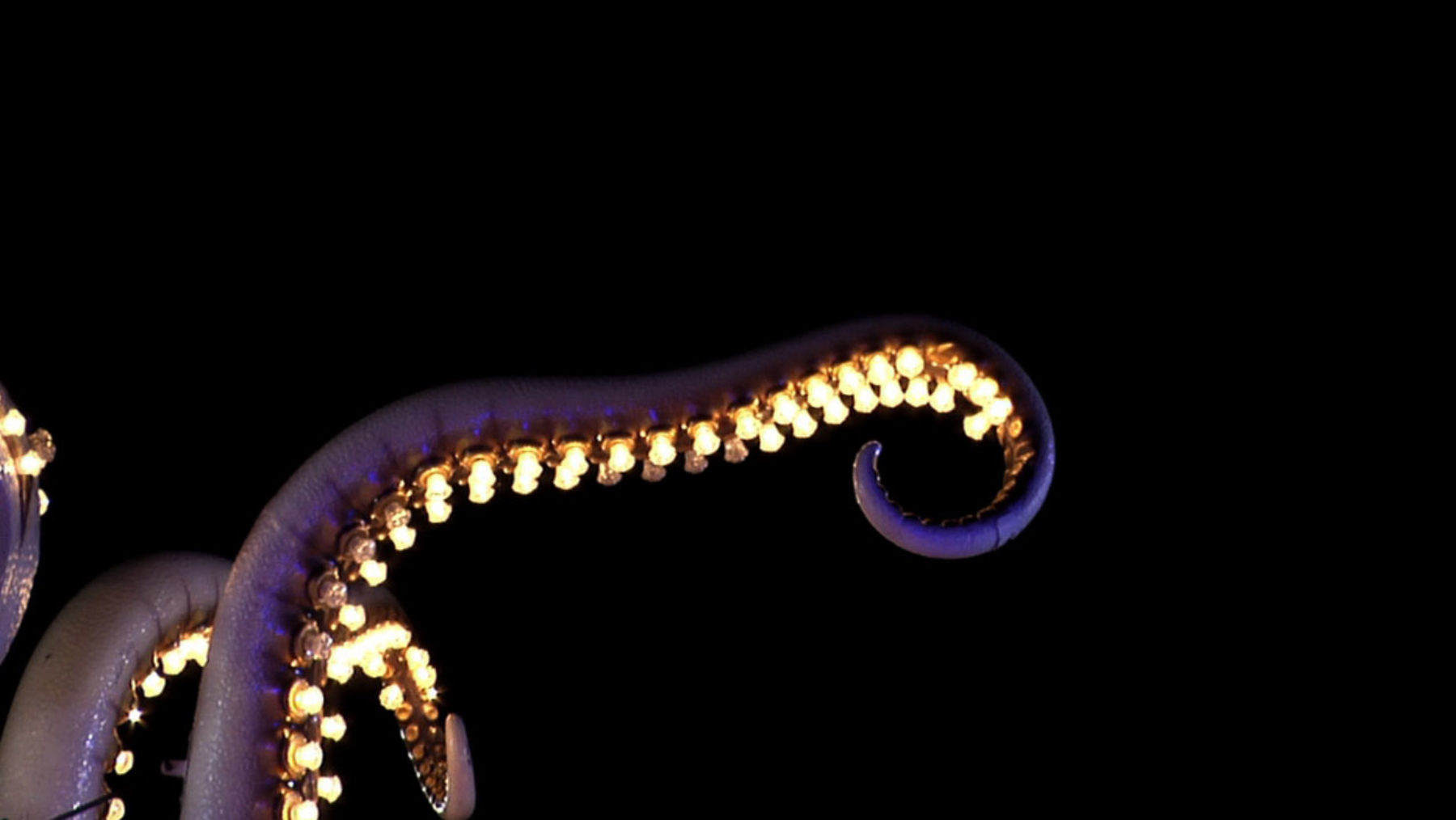 Installation view of Anna Franceschini THE PLAYER MAY NOT CHANGE HIS POSITION (2009). A tentacle sculpture unfurls - its suction cups are lightbulbs.