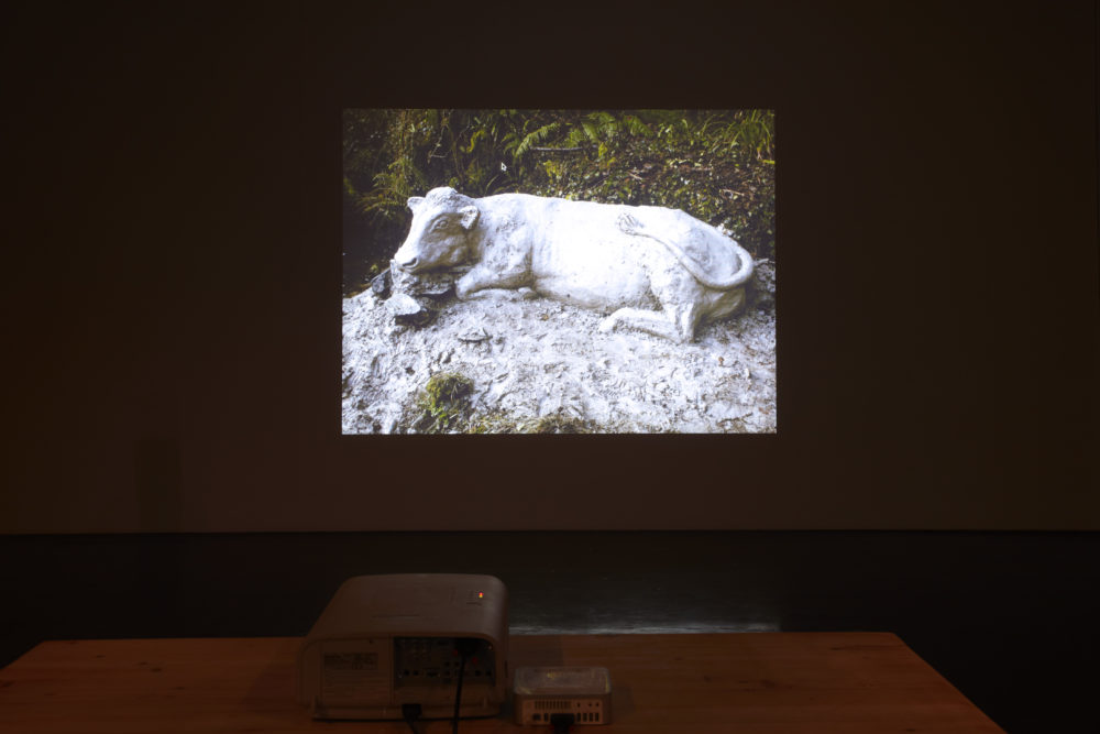 Installation view of Crêpe Suzette, (2012). A projection of an outdoor sculpture of a cow.