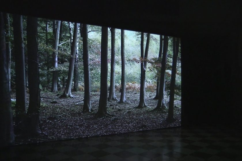 Installation shot: A screen shows an image of a trees in a woodland.