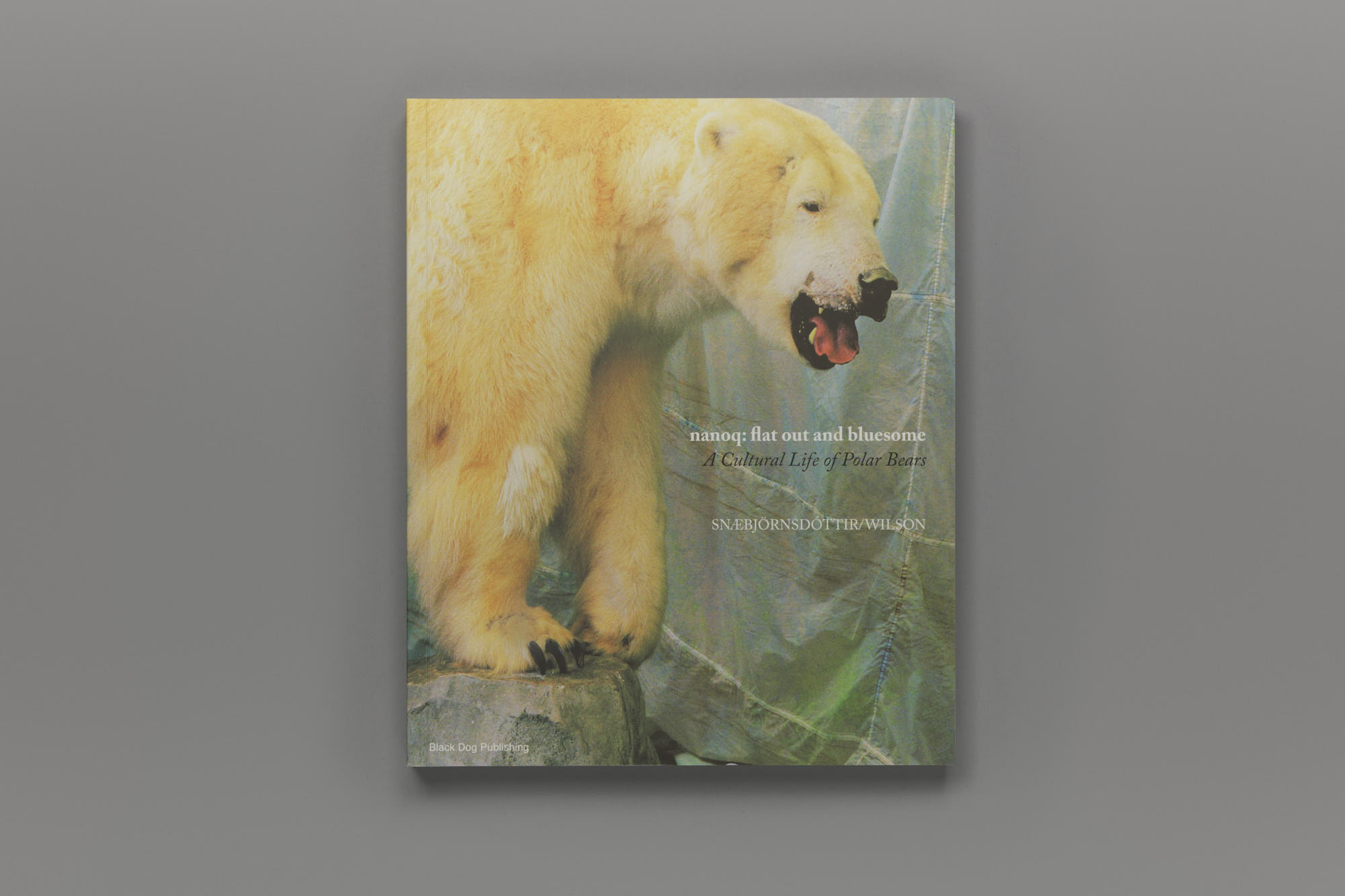 Sigel Weihnachtskarte "Polar Bear With Shooting Star", A6 DS084 Bei Günstig Kaufen