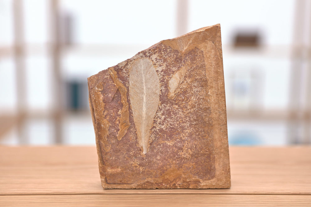 Installation view of Meriç Algün's exhibition