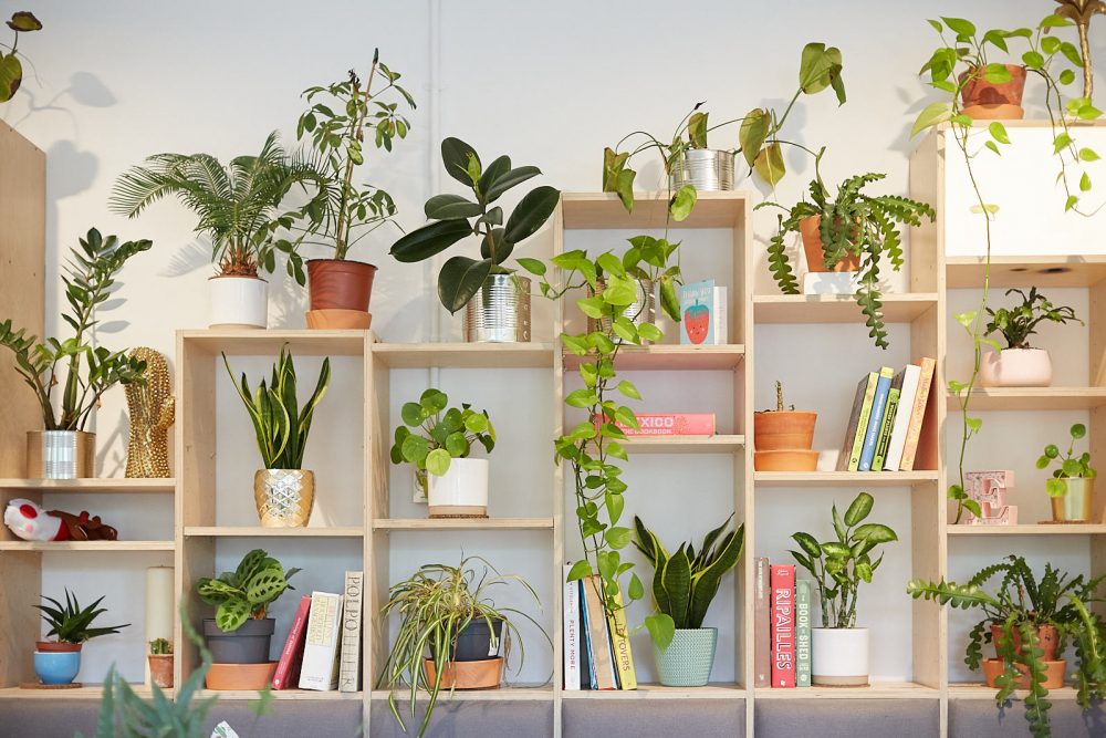 a white wall covered in box-shaped wooden shelves, containing a variety of green plants and books