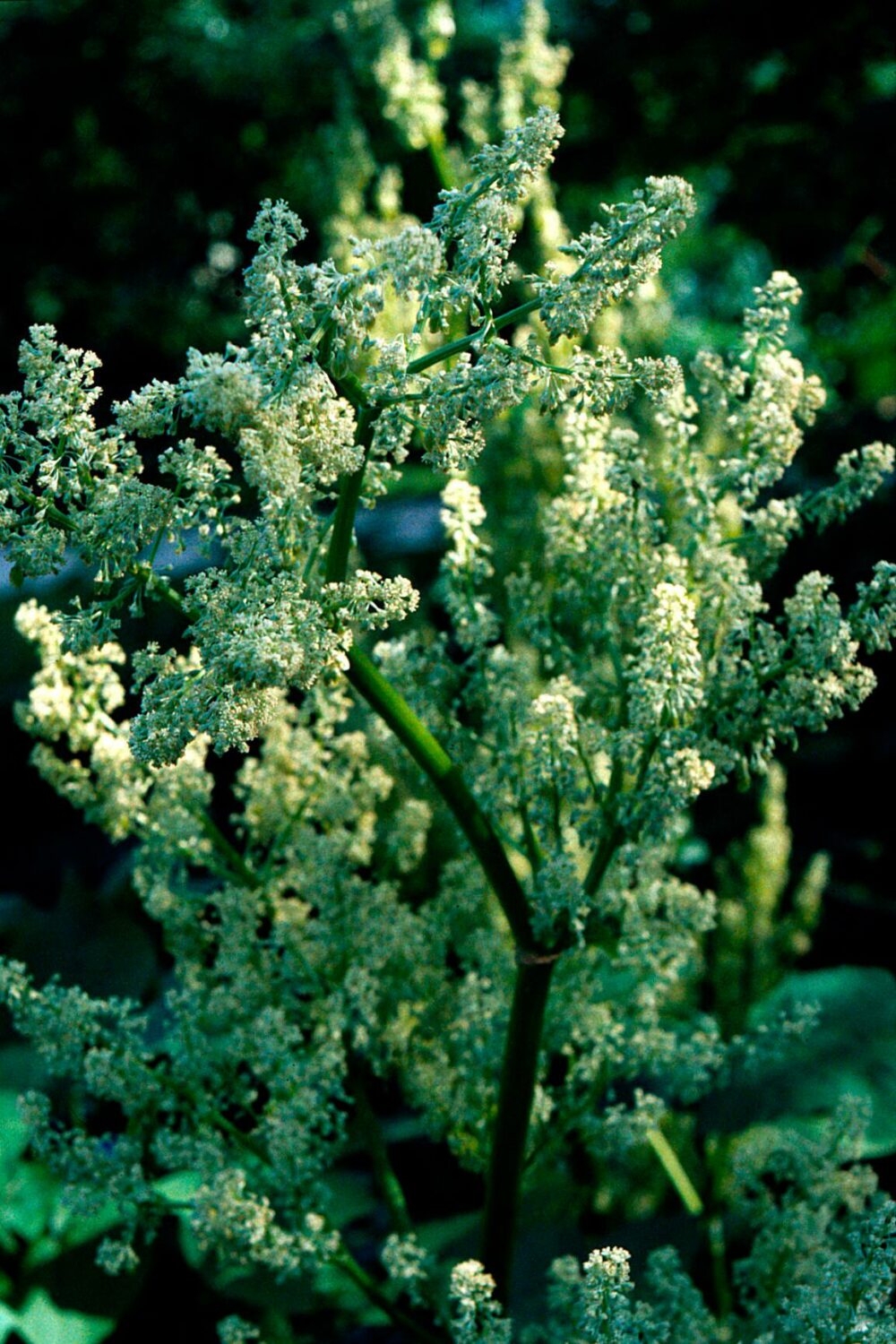 A close-up photograph of a Chinese rhubarb plant 'Rheum Palmatum'.