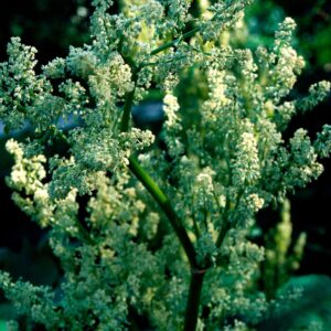 A close-up photograph of a Chinese rhubarb plant 'Rheum Palmatum'.