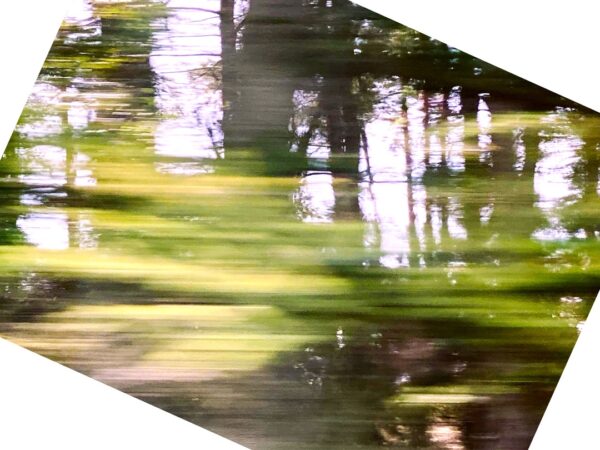 Moving image photograph of trees