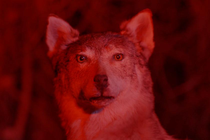 Film still of a wolf looking directly at the camerawith cinematic filter over the top.